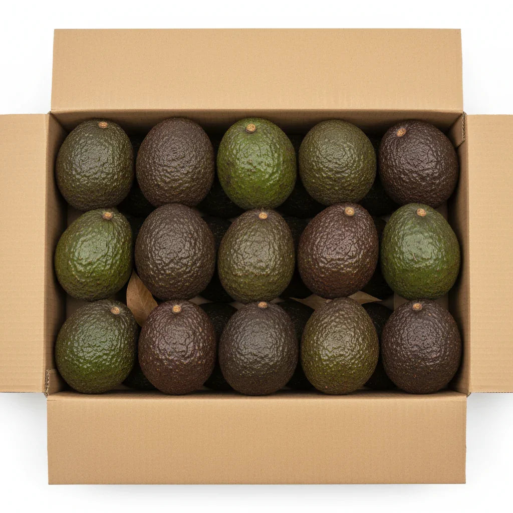 Frische Avocados in Karton, direkt vom andalusischen Feld, Fincafresh Obst und Gemüse